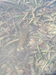 Sphoeroides testudineus