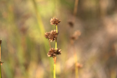 Juncus torreyi