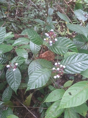 Palicourea acuminata