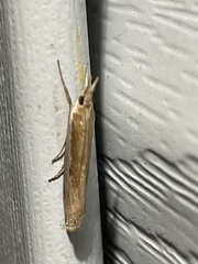 Crambus