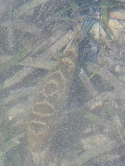 Sphoeroides testudineus