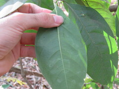 Cordiera