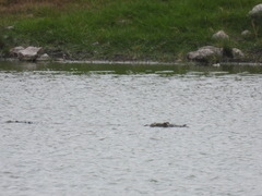 Crocodylus moreletii