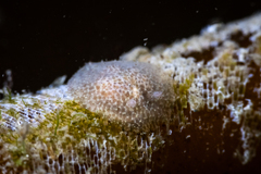 Corambe pacifica