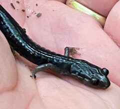 Plethodon jordani