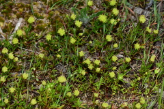 Brachyscome perpusilla