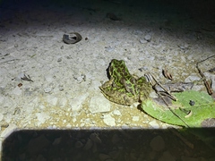 Odorrana tianmuii