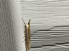 Crambus