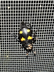 Nicrophorus orbicollis