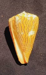 Conus princeps