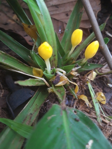 Goeppertia panamensis (Goeppertia panamensis)