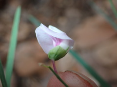 Lathyrus