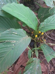 Goeppertia panamensis