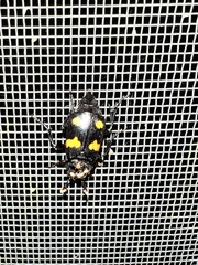 Nicrophorus orbicollis