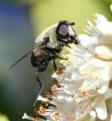 Eristalis anthophorina