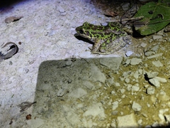 Odorrana tianmuii