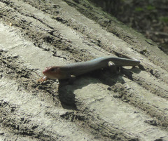 Plestiodon