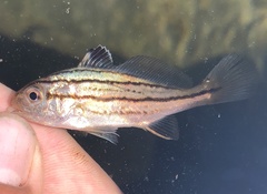 Cheilotrema saturnum