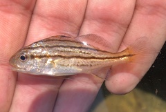 Cheilotrema saturnum
