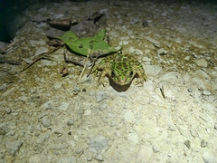 Odorrana tianmuii