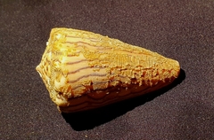 Conus princeps