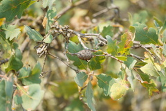 Andricus chrysolepidicola