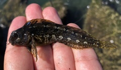 Hypsoblennius gentilis
