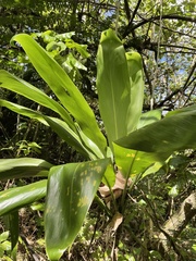 Cordyline fruticosa