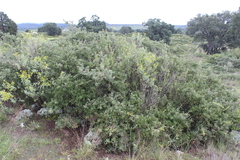 Quercus microphylla