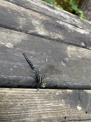 Aeshna tuberculifera