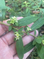 Ludwigia pilosa