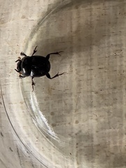 Onthophagus armatus