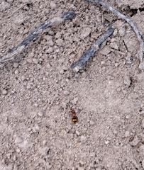 Pseudomethoca oceola
