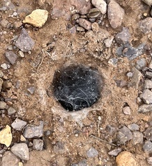 Aphonopelma chalcodes