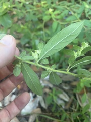 Ludwigia pilosa