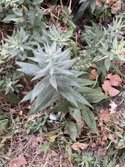 Artemisia douglasiana