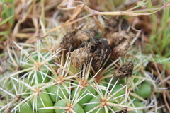Coryphantha ottonis