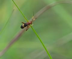 Trogomorpha arrogans