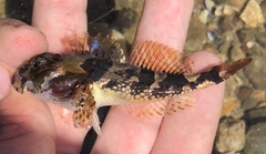 Artedius notospilotus