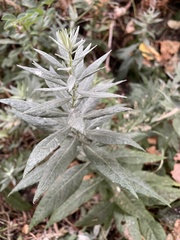 Artemisia douglasiana