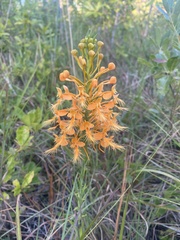 Platanthera ciliaris