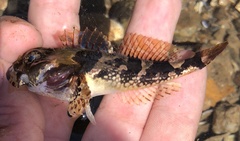 Artedius notospilotus