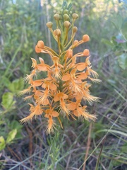 Platanthera ciliaris
