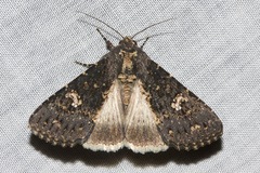 Condica dolorosa