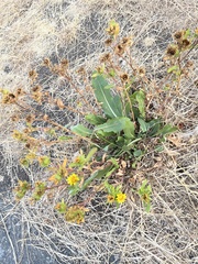 Grindelia integrifolia