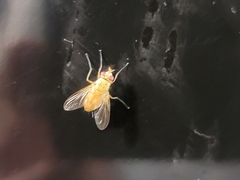 Ormia