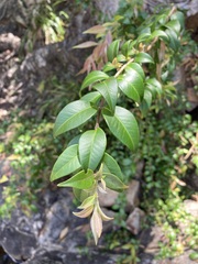 Backhousia myrtifolia