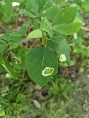 Leucanthiza dircella