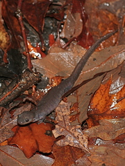 Ambystoma 'unisexual complex'