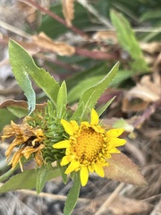 Grindelia integrifolia